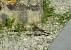 Gobemouche noir (Ficedula hypoleuca) � Maxence Pajot