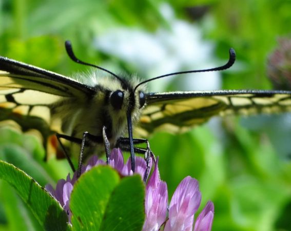 Machaon (Papilio machaon)  - Dominique Ceylo