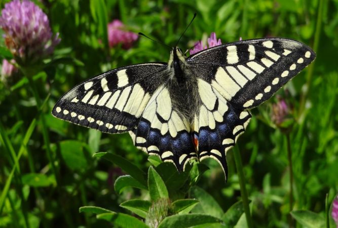 Machaon (Papilio machaon)  - Dominique Ceylo
