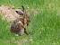 Li�vre brun (Lepus europaeus) � Philippe Jourde