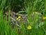 Li�vre brun (Lepus europaeus) � St�phane Cohendoz