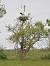 Cigogne blanche (Ciconia ciconia) � Ron & Hazel West