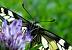 Machaon (Papilio machaon)  - Dominique Ceylo