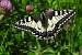 Machaon (Papilio machaon)  - Dominique Ceylo