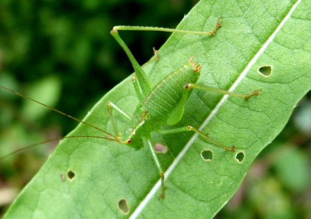 Leptophye ponctu�e (Leptophyes punctatissima)  - R�jane P�quereau