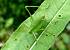 Leptophye ponctu�e (Leptophyes punctatissima)  - R�jane P�quereau