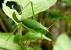 Leptophye ponctu�e (Leptophyes punctatissima)  - R�jane P�quereau