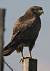 Buse variable (Buteo buteo) � Christophe Girardeau