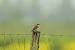 Pie-gri�che �corcheur (Lanius collurio) � Patrice Thuizat