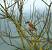 Pie-gri�che �corcheur (Lanius collurio) � Patrice Thuizat
