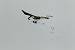Cigogne blanche (Ciconia ciconia) � Patrice Thuizat