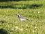Bergeronnette grise (Motacilla alba) � Elisa Daviaud