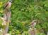 Pie-gri�che �corcheur (Lanius collurio) � Elisa Daviaud