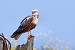 Busard des roseaux (Circus aeruginosus) � Franck Ambrosini