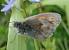 Procris (Coenonympha pamphilus) (Coenonympha pamphilus ) � Genevieve Charles