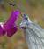 Pi�ride de la moutarde (Leptidea sinapis) (Leptidea sinapis) � Dominique Ceylo
