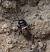 Grillon champ�tre (Gryllus campestris) (Gryllus campestris) � Dominique Ceylo