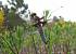 Libellule d�prim�e (L. depressa) (Libellula depressa) � Dominique Ceylo