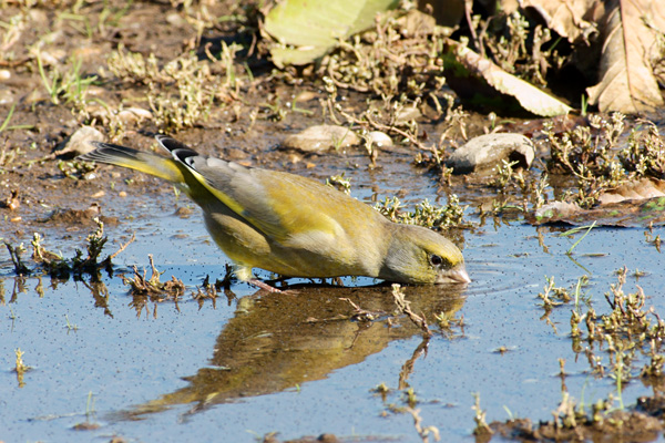 Verdier d'Europe (Carduelis chloris) photo © LPO Visionature