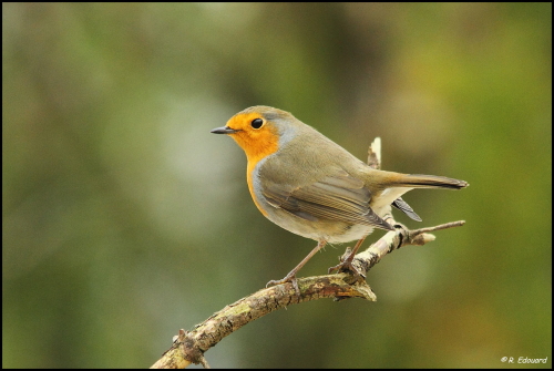 Rougegorge familier (Erithacus rubecula) photo © LPO Visionature