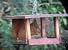 Ecureuil roux (Sciurus vulgaris) � Lo�c David