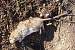 Rat surmulot (Rattus norvegicus) � Benoit Delhome 