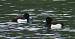 Fuligule morillon (Aythya fuligula) � R�mi Fay