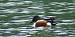 Canard souchet (Anas clypeata) � R�mi Fay