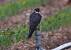Faucon hobereau (Falco subbuteo) � Fran�ois L�glise