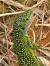 L�zard vert occidental (Lacerta bilineata) � Vivien Chartendrault