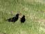 Crave � bec rouge (Pyrrhocorax pyrrhocorax) � Cyrille Poirel