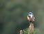 Monticole de roche (Monticola saxatilis) � Cyrille Poirel