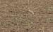 Oedicn�me criard (Burhinus oedicnemus) � Denis Arsac