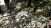 Pigeon ind�termin� (Columba sp.) � Brigitte Besson