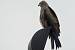 Milan noir (Milvus migrans) � Vincent Palomares