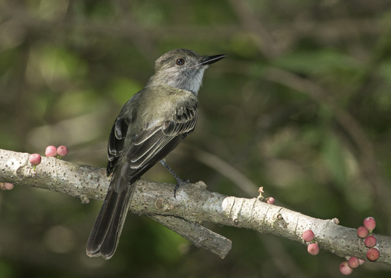 Dusky-capped Flycatcher  - Michel Giraud-Audine