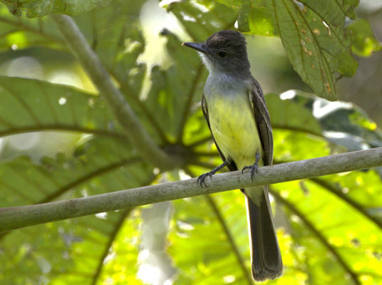 Dusky-capped Flycatcher  - Michel Giraud-Audine