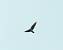 Plumbeous Kite (Ictinia plumbea) � Jonathan Amirat