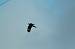 Yellow-headed Caracara (Milvago chimachima) � Jonathan Amirat