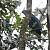 Gray-headed Kite (Leptodon cayanensis) � Michel Giraud-Audine