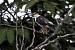 Pearl Kite (Gampsonyx swainsonii) � Michel Giraud-Audine