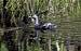 Least Grebe (Tachybaptus dominicus) � Michel Giraud-Audine