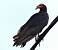 Lesser Yellow-headed Vulture (Cathartes burrovianus) � Sylvain Uriot
