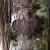 Golden-spangled Piculet (Picumnus exilis) � Sylvain Uriot