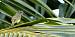 Yellow-crowned Tyrannulet (Tyrannulus elatus) � Sylvain Uriot