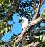 Hook-billed Kite (Chondrohierax uncinatus) � Sylvain Uriot