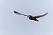Hibou des marais (Asio flammeus) � Denis Attinault