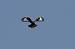 Buse pattue (Buteo lagopus) � Denis Attinault