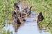 Etourneau sansonnet (Sturnus vulgaris) � Christian Desenfant
