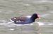 Gallinule poule-d'eau (Gallinula chloropus) � Jean-Paul Ladoux